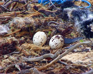 041 Eier Fischadler-k